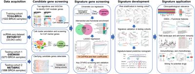 Integrating single-cell and bulk transcriptomic analyses to develop a cancer-associated fibroblast-derived biomarker for predicting prognosis and therapeutic response in breast cancer